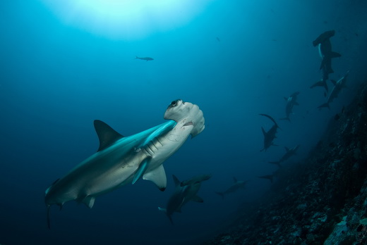 ./gal/_obr_k_clankum/r2008malpelo1.jpg