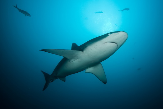 ./gal/_obr_k_clankum/r2008malpelo2.jpg