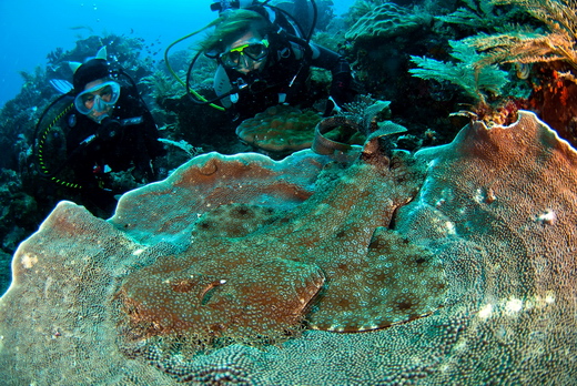 ./gal/_obr_k_clankum/r2010rajaampat1.jpg