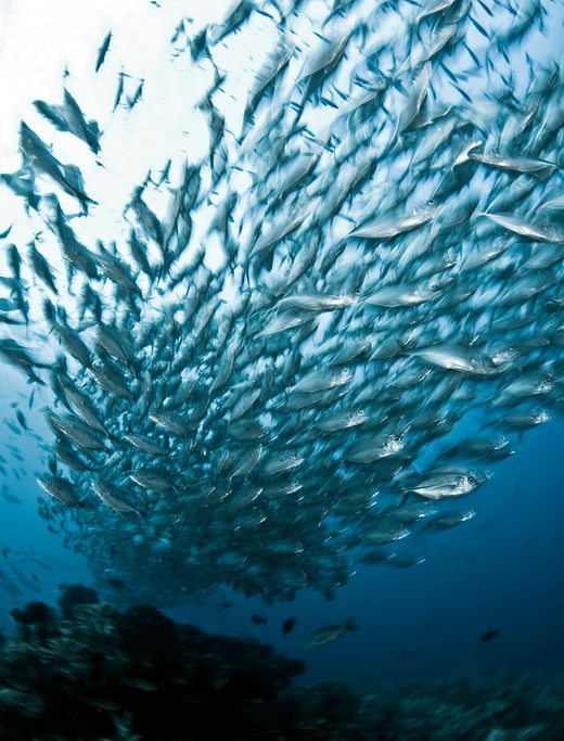 ./gal/_obr_k_clankum/r2010rajaampat2.jpg