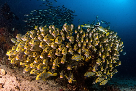 ./gal/_obr_k_clankum/r2018rajaampat2.jpg