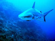 sedy utesovy karibsky