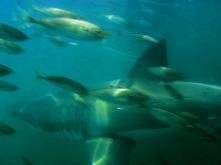 Velký bílý - z klece