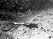 Žralok bělocípý útesový