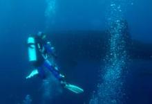 Velerybák, Galapágy