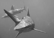 Žralok galapážský