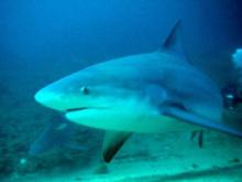 Bull shark 1