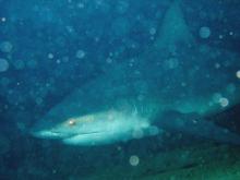 Bull shark 2