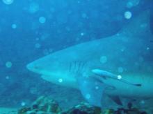 Bull shark 3