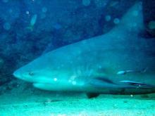 Bull shark 4