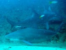 Bull shark 5