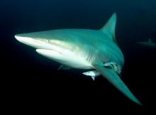 Blacktip