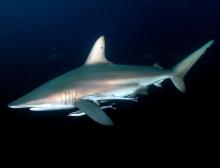 Blacktip II