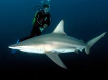 Blacktip III