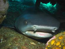 Whitetip Shark