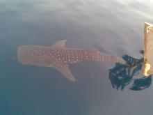 Velrybak-pobliz-Taby