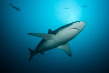 Žralok galapažský