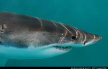 gw seal island jar 08