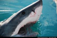 gw seal island jar 08