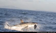 gw seal island jar 08