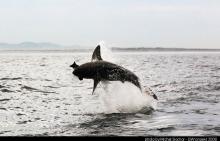 gw seal island jar 08