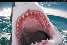 gw seal island jar 08