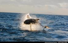 gw seal island jar 08