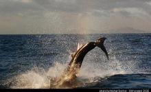 gw seal island jar 08