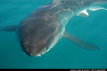 gw seal island jar 08