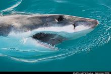 gw seal island jar 08