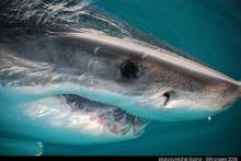 gw seal island jar 08