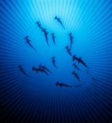 Hammerhead Dreaming