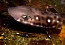 Coral cat shark