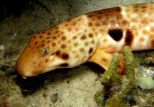 Epaulette shark