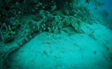 Wobbegong shark