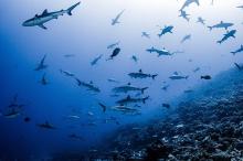 raloci ed - Fakarava