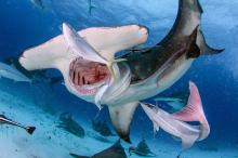 Kladivoun velk - Bimini