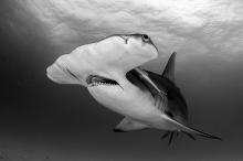 Kladivoun velk - Bimini