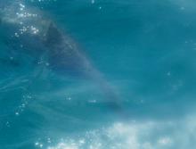 Honíme velrybáka.. Mozambik