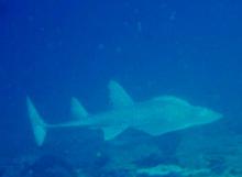 Kytarák - to je nesprávný název: