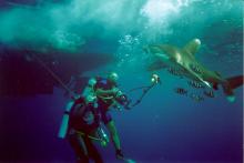 pod lodi s longimanem