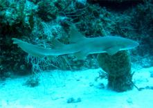 zralok pisecny-chuva