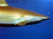 silky shark z profilu