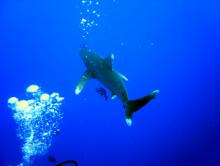 otočka před Petkou