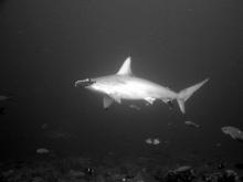 Kladivoun vroubkovaný