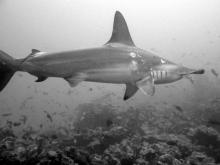 Kladivoun vroubkovaný