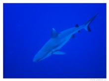 šedý útesový - Egypt 2004/12