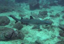 Bělocípák z Coiby