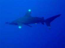 Žralok dlouhoploutvý