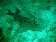 Kytarovec křivoústý